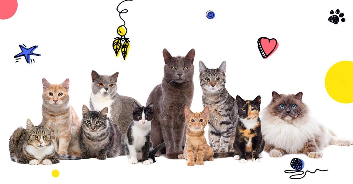 130 Furbulous Cat Names As Unique As Your New Kitty - Pumpkin® 130 Furbulous Cat Names As Unique As Your New Kitty - Pumpkin®