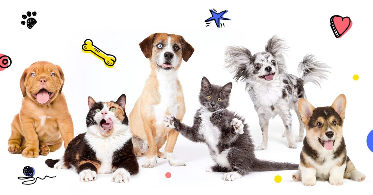 8 Reasons Why The Right Time To Get Pet Insurance Is Right Now - Pumpkin® 8 Reasons Why The Right Time To Get Pet Insurance Is Right Now - Pumpkin®
