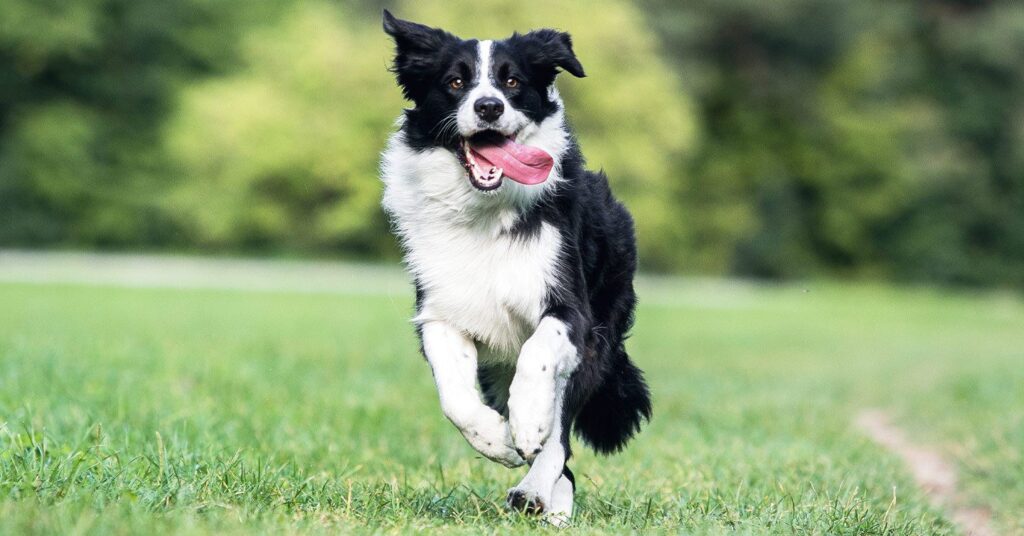 dog-running-happily_dog-dna-test