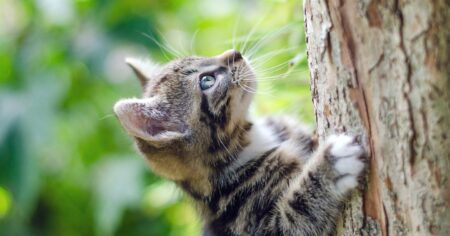 young kitten climbing a tree