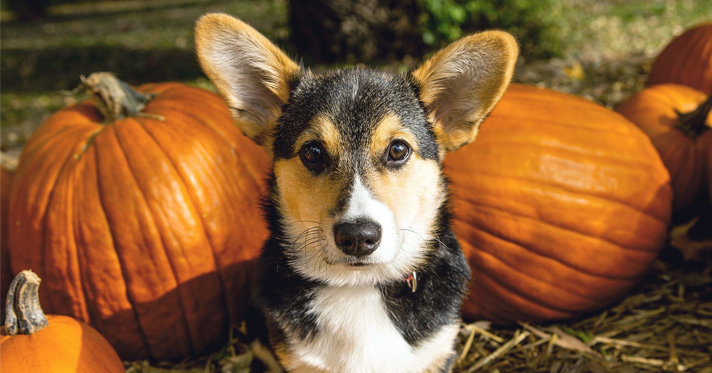 Pumpkin for Dogs: Health Benefits and Guide — Pumpkin®