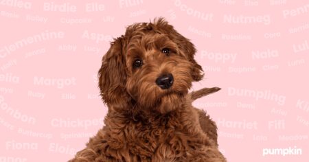 female-dog-names