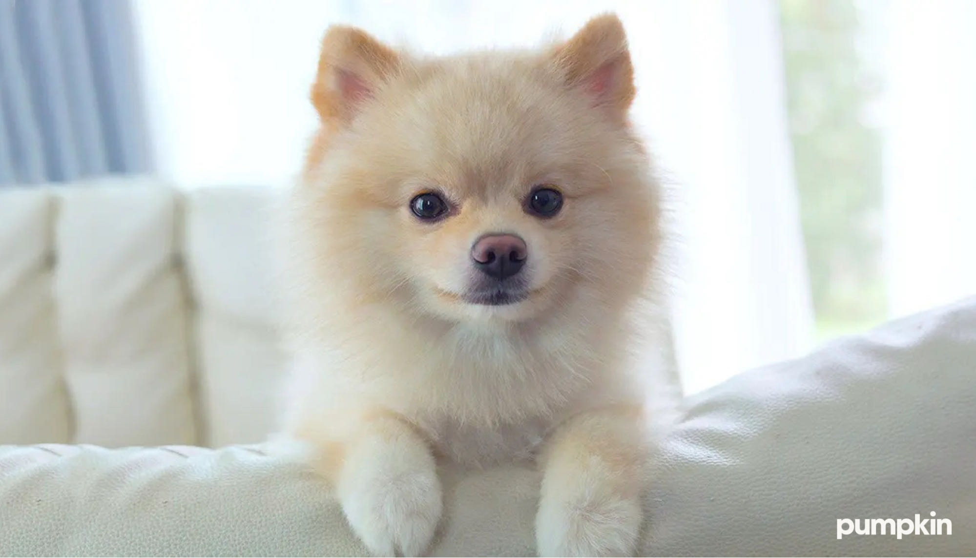 a cute pomeranian puppy sitting on a sofa