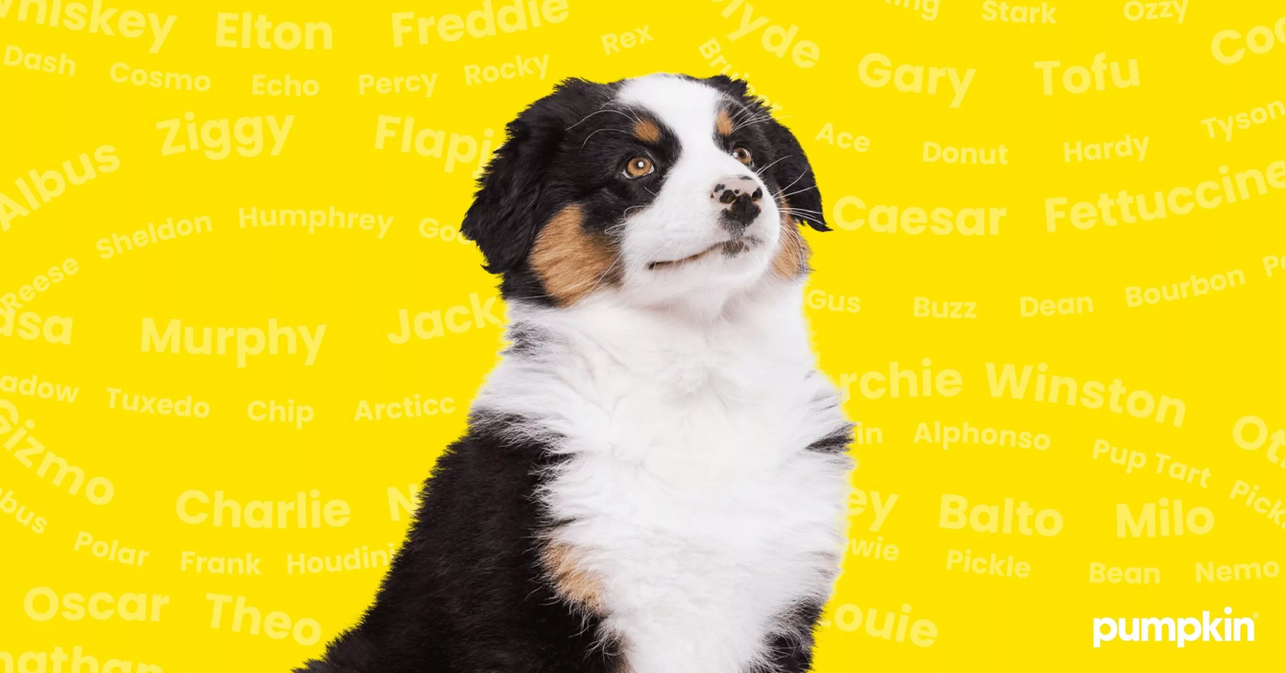 Choosing an AKC Dog Name