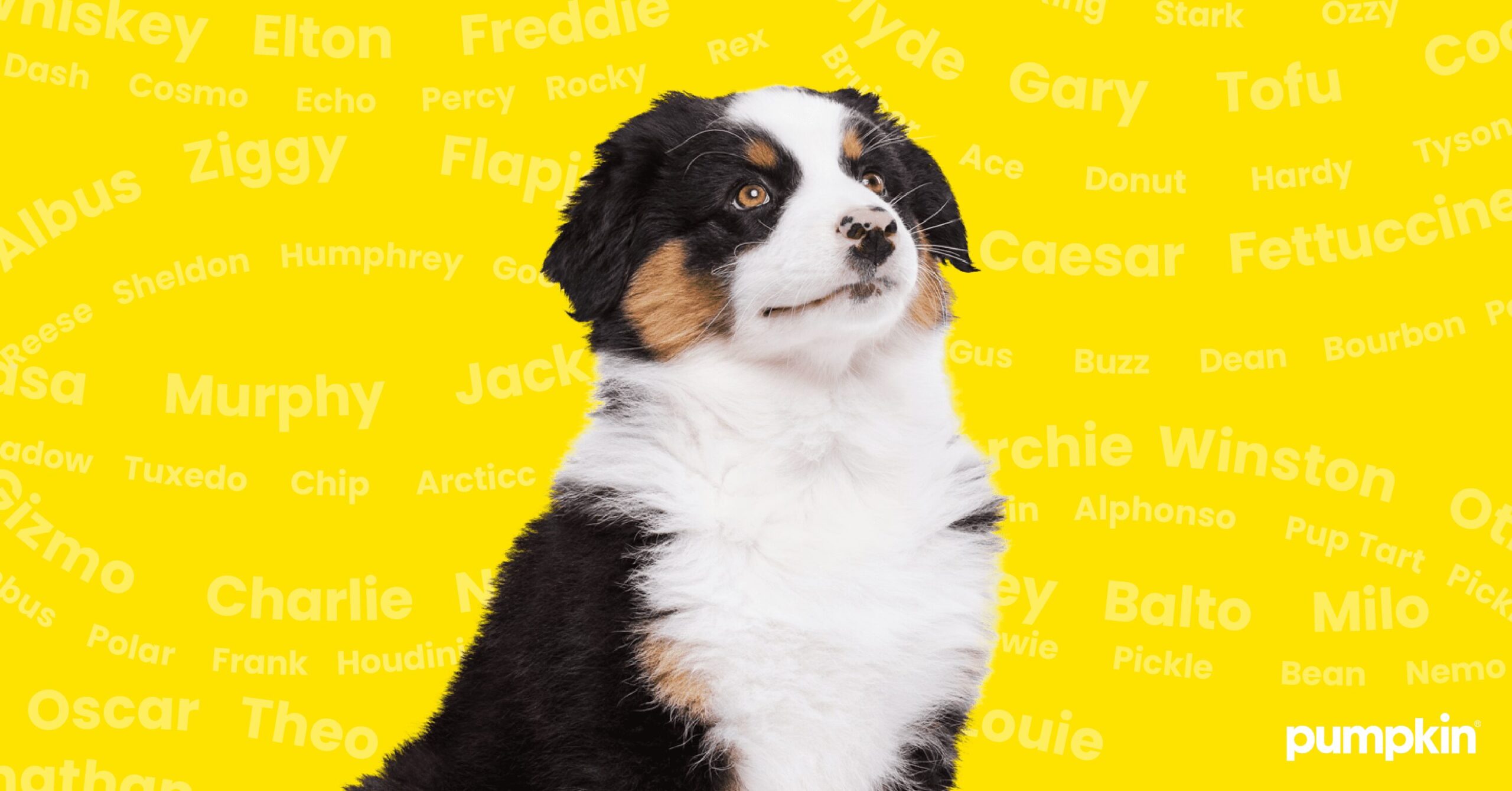 150 Cute Dog Names Male For Your Furry Prince Charming