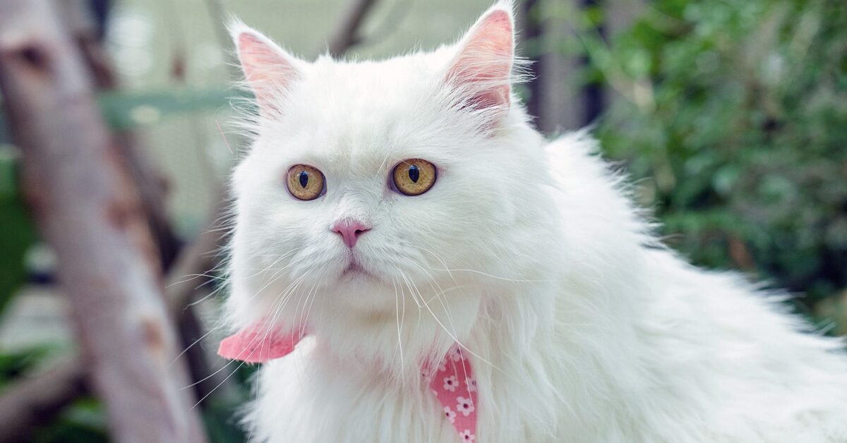 10 Best Names For Female Cats - Pumpkin® 10 Best Names For Female Cats - Pumpkin®