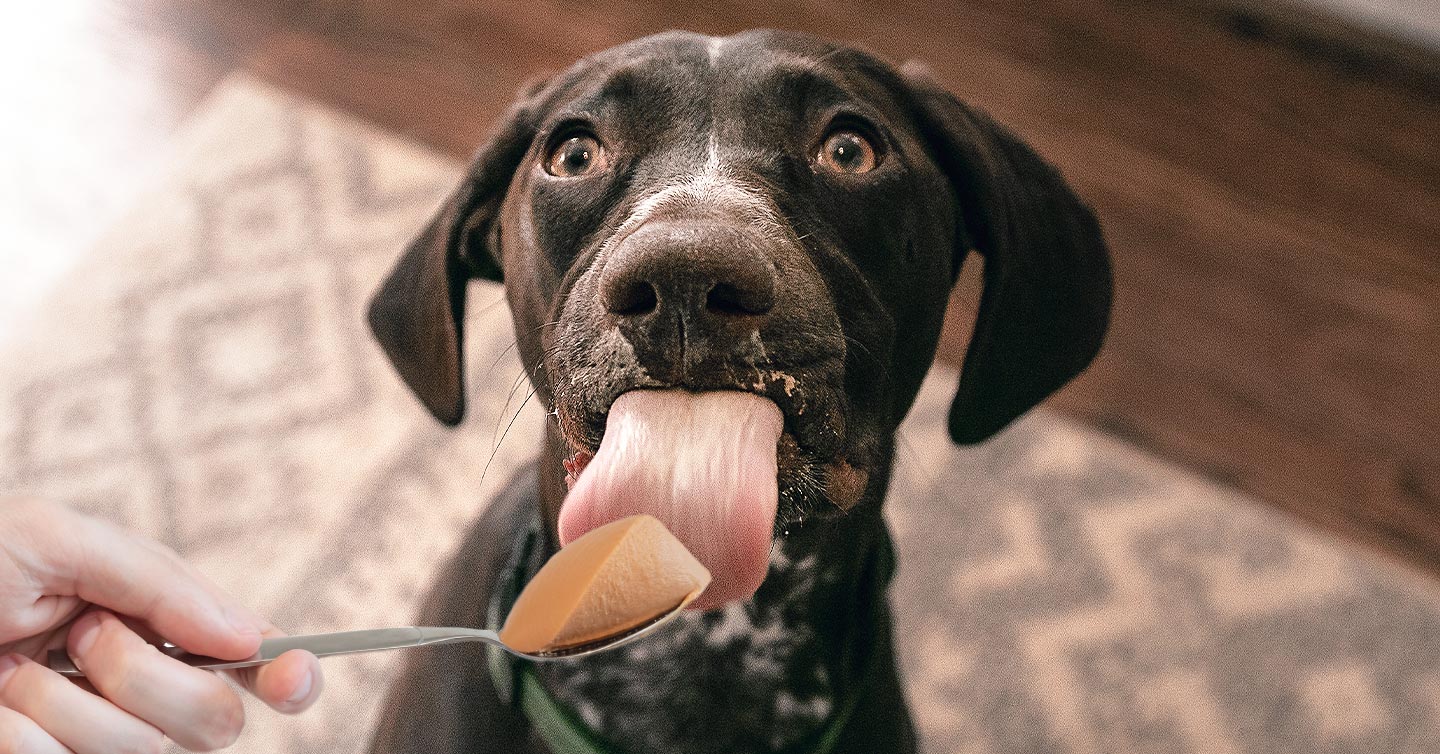 why do dogs look at you when you eat