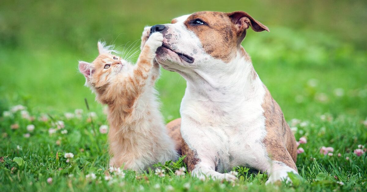 Is Pet Insurance Worth It? 5 Simple Ways to Find Out - Pumpkin®