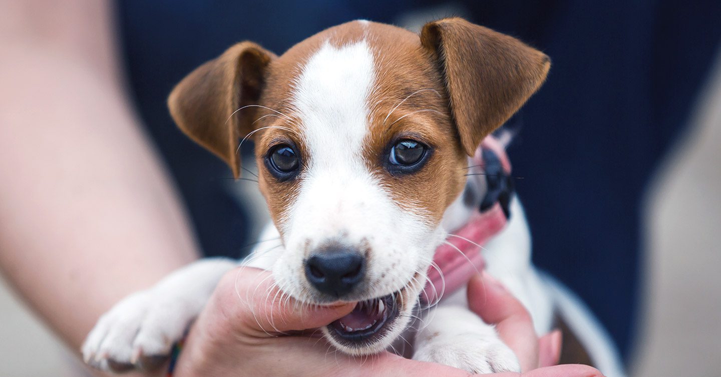 is it normal for a 8 week old puppy to bite