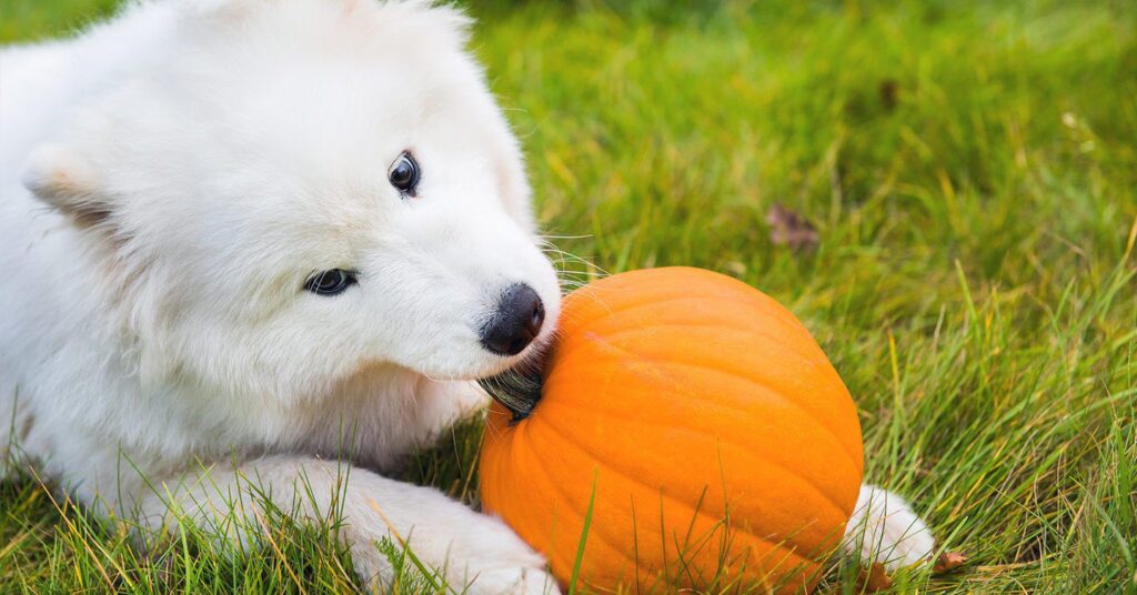 can dog eat pumpkin skin