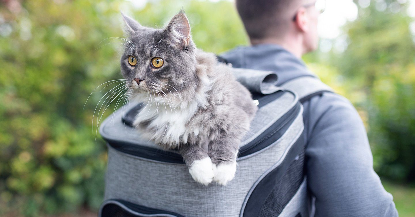 cat backpack