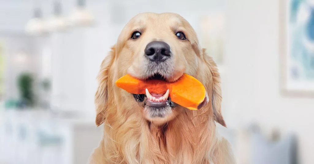dog-holding-pumpkin-in-mouth_is-pumpkin-good-for-dogs