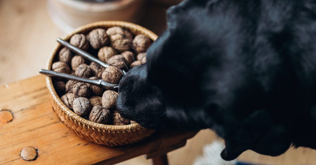are pine nuts harmful to dogs