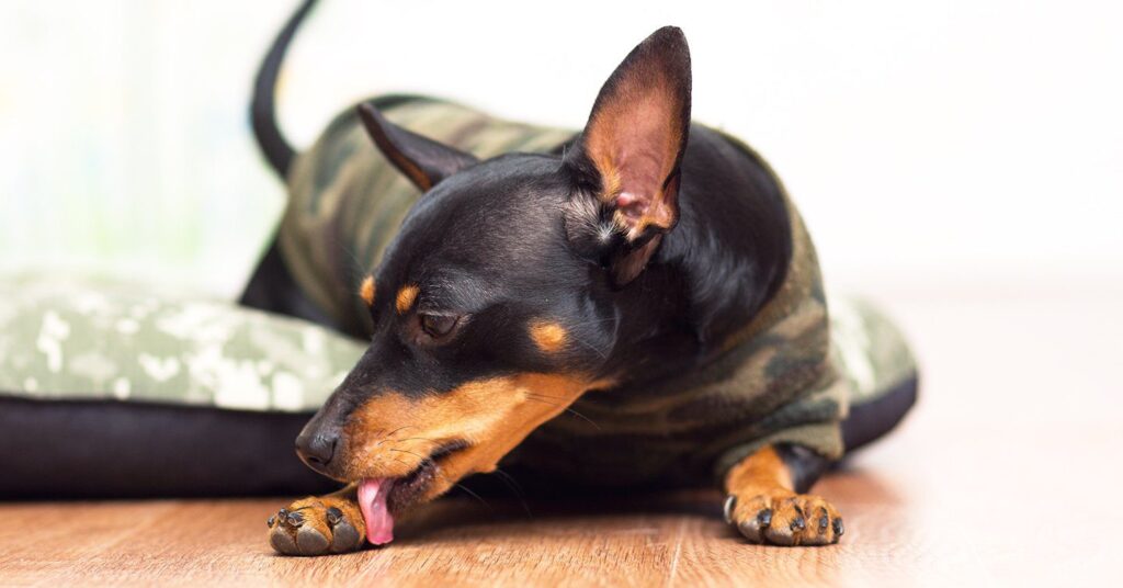 small dog licking neosporin off paw