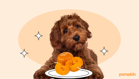 Dog surrounded by pumpkins