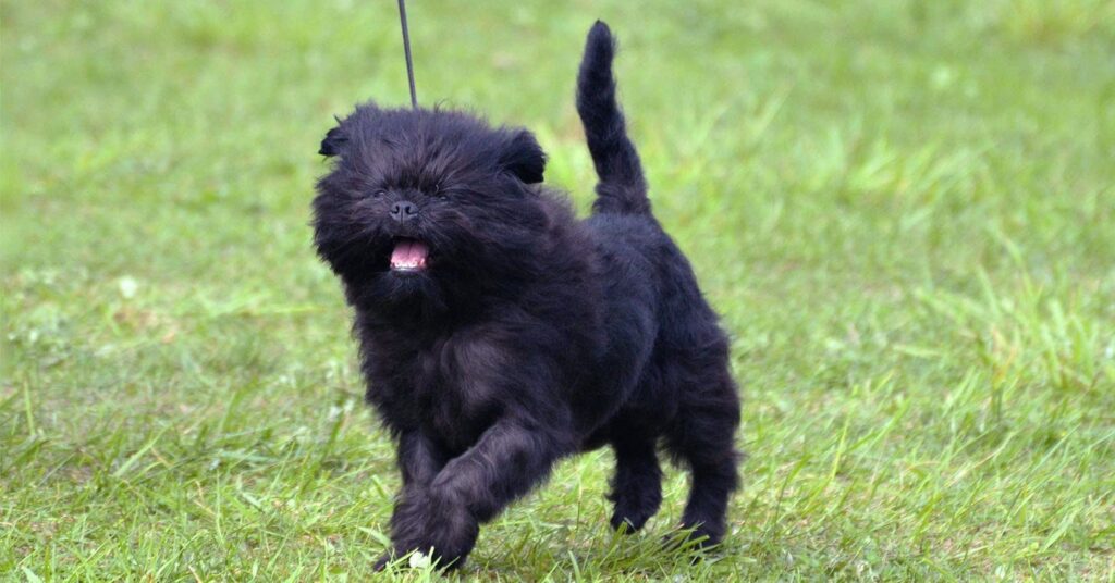 which is the best small dog breed