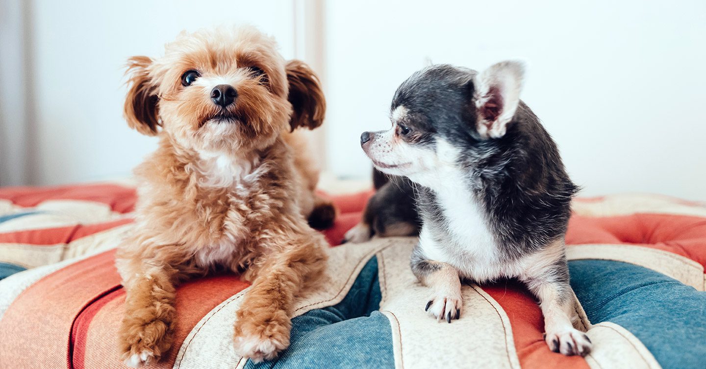 what is the best small breed dog for a family