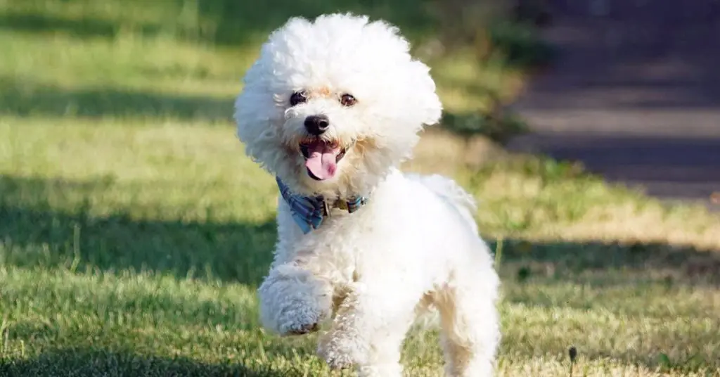 bichon-frise_small-dog-breeds