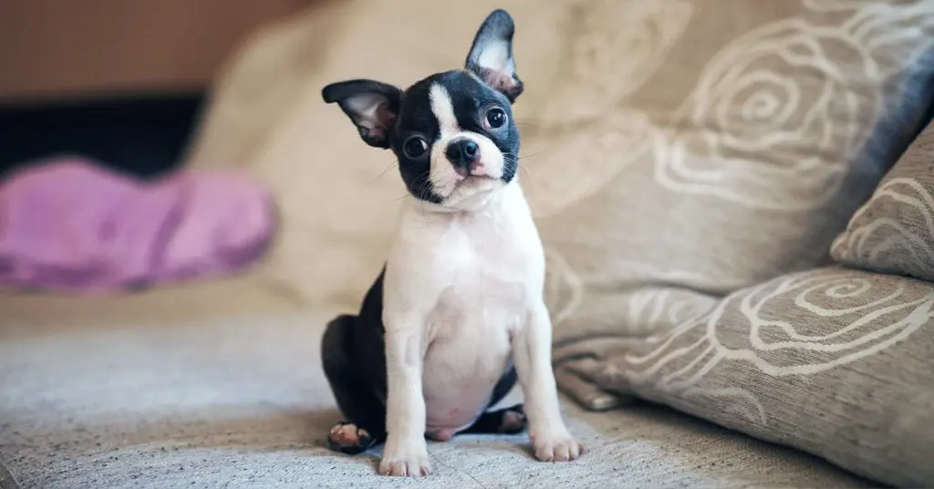boston-terrier_small-dog-breeds