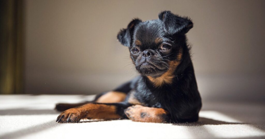 brussels-griffon_small-dog-breeds