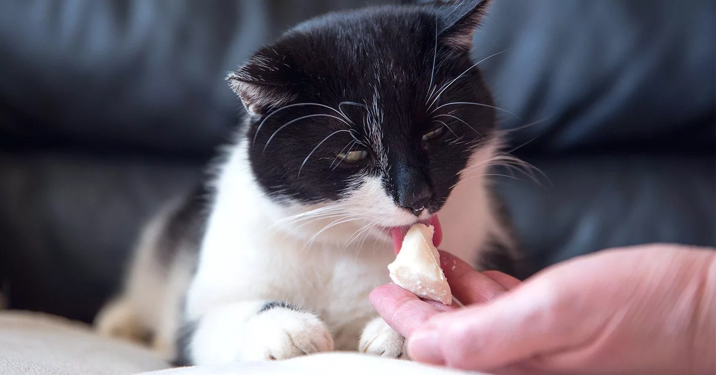 What's on the Menu When Your Cat Goes Out? Probably More Than You