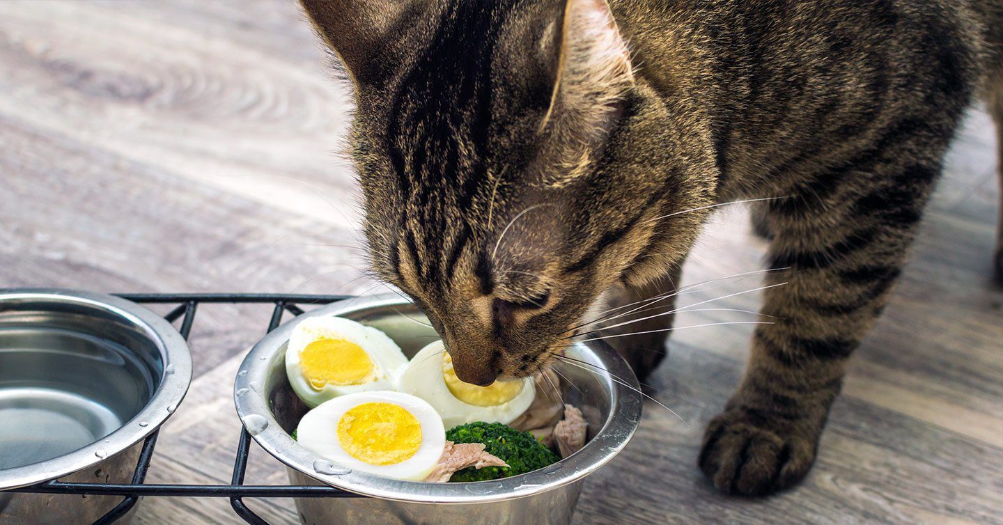 Can Cats Eat Eggs? Yes, This Superfood is for Cats Too! - Pumpkin®