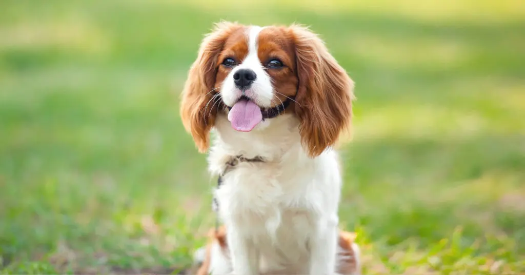 cavalier king charles spaniel sitting on grass with tongue out