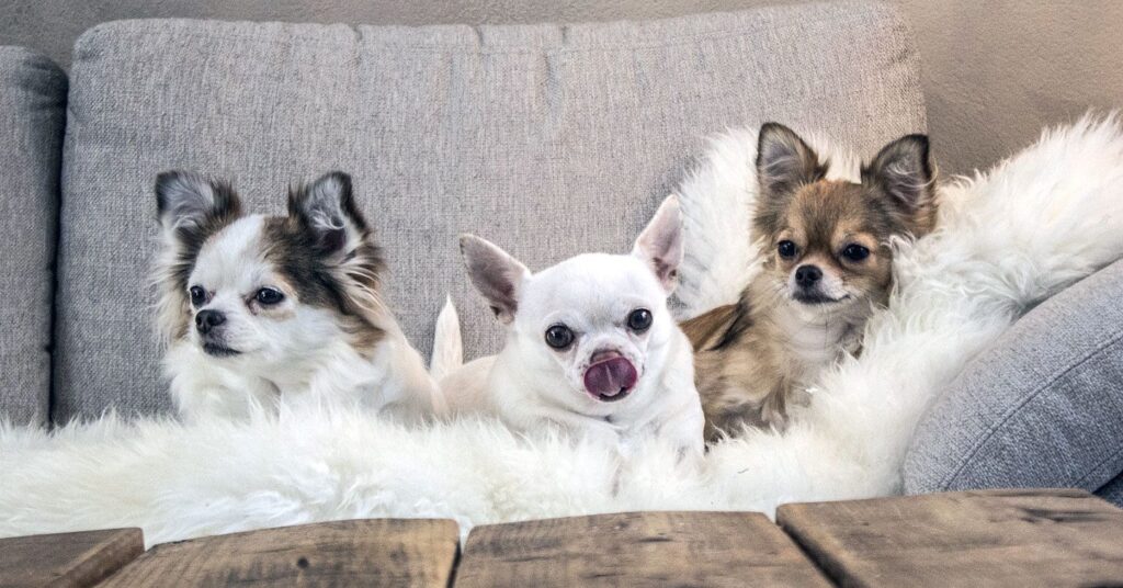 chihuahua_small-dog-breeds