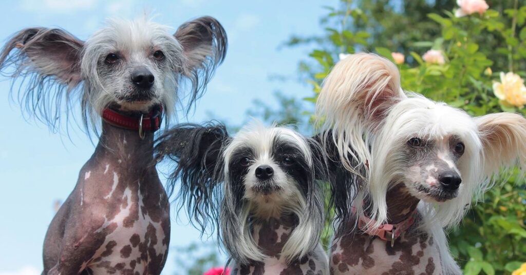 chinese-crested-dog_small-dog-breeds