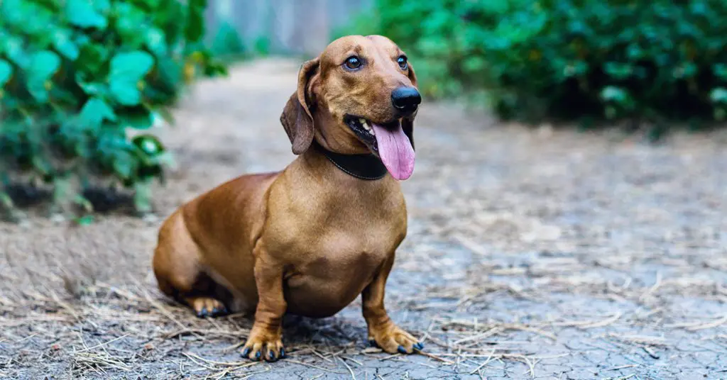 dachshund_small-dog-breeds