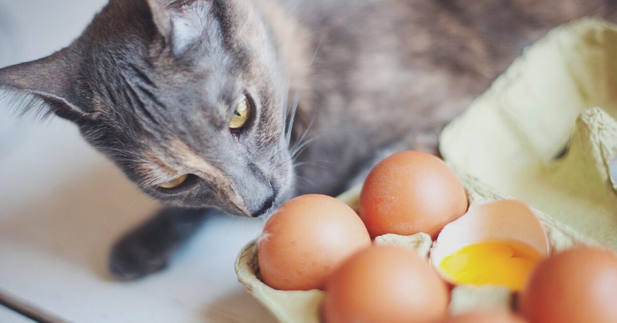 Best Way To Feed Eggs To Cats Malcom Prawn1992