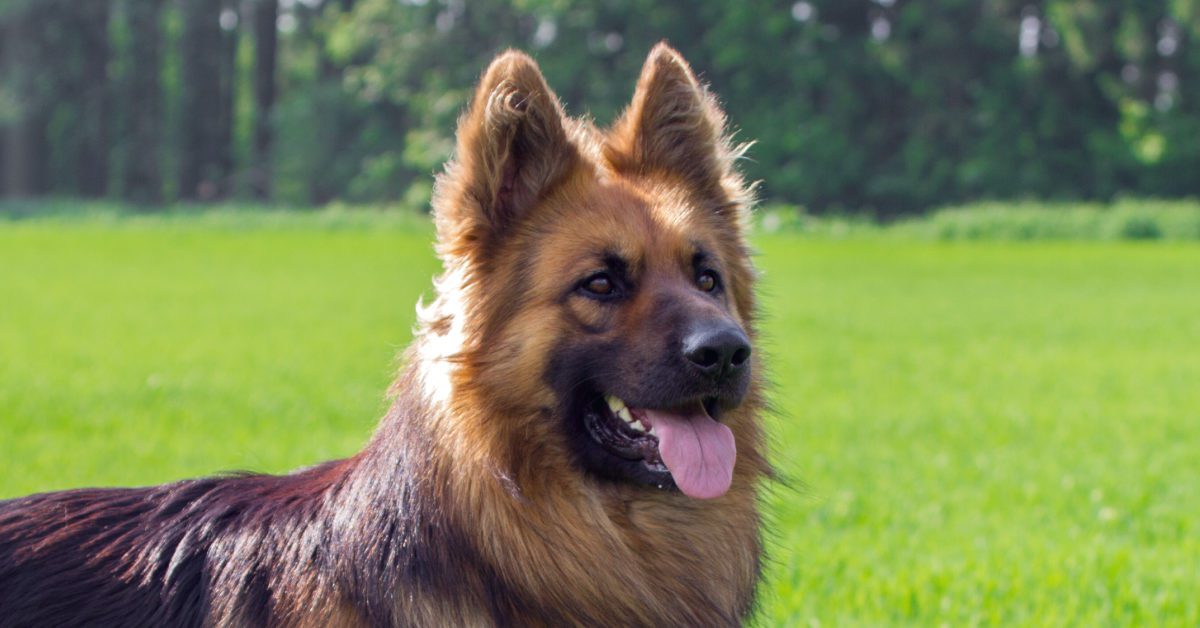 Are German Shepherds Prone To Liver Problems