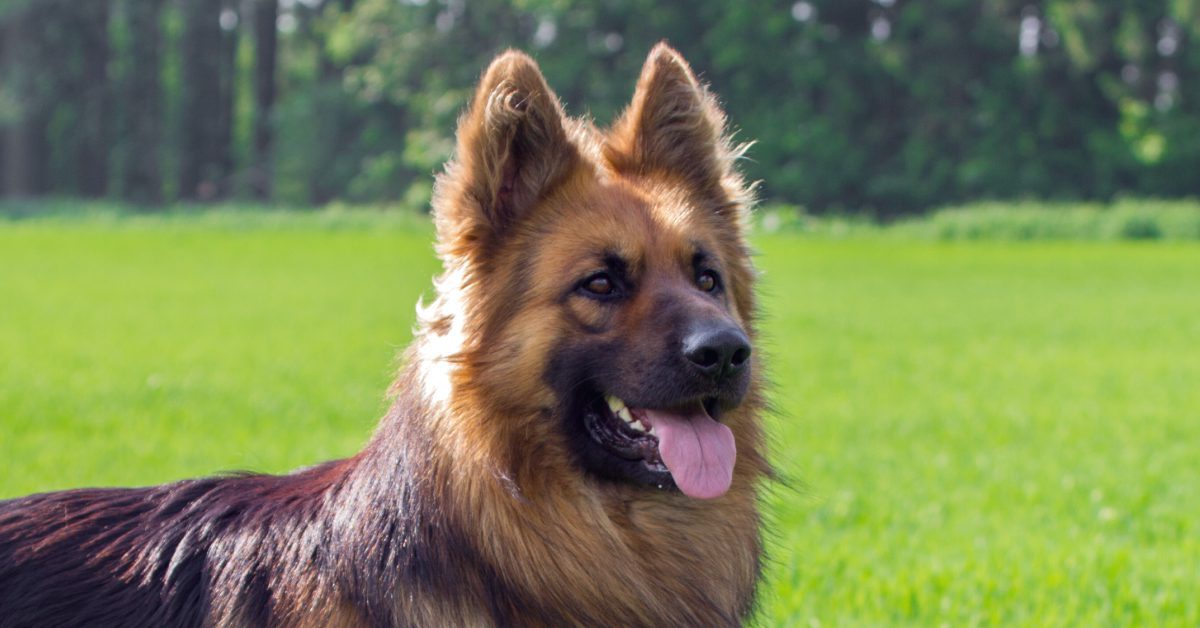 Are German Shepherds Allowed In Germany