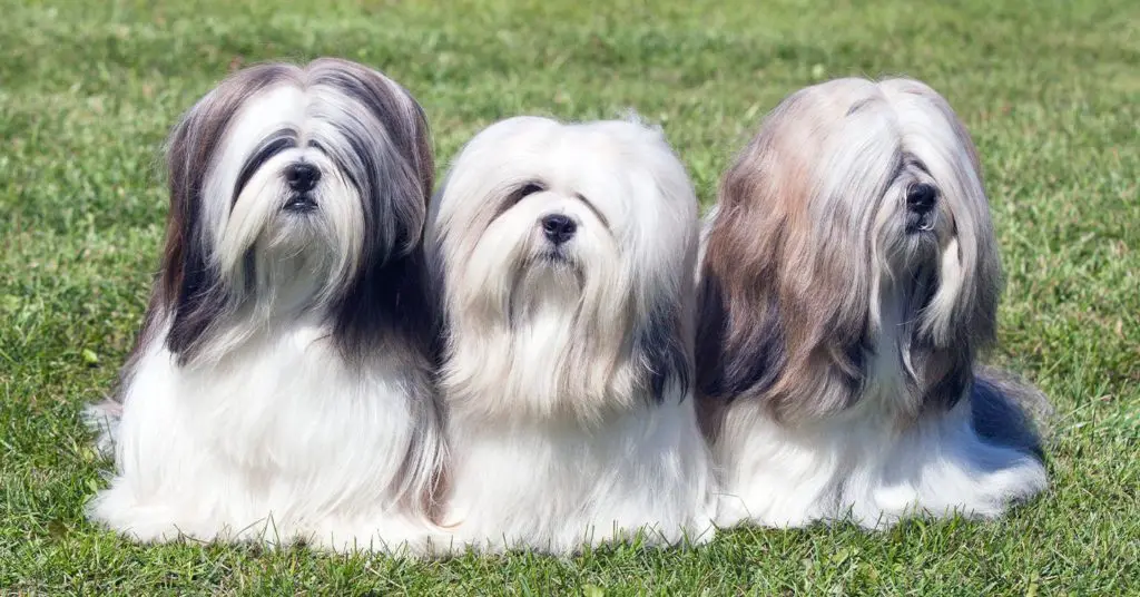 lhasa-apsos_small-dog-breeds