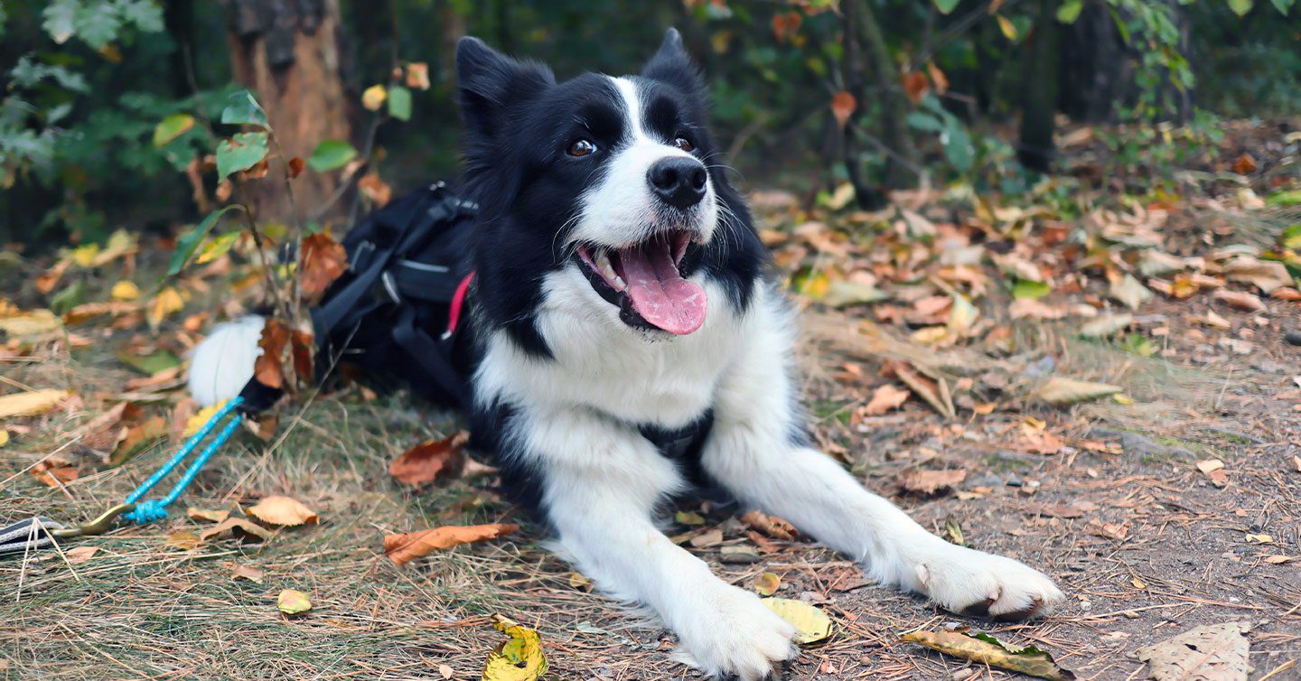 how soon do dogs show symptoms of lyme disease