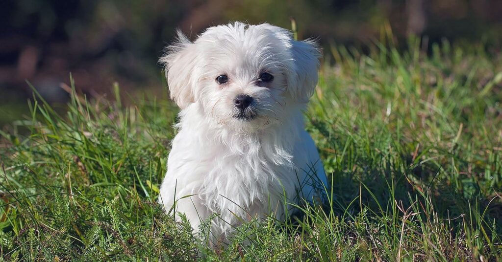 maltese-dogs_small-dog-breeds
