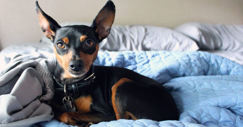 miniature-pinschers_small-dog-breeds