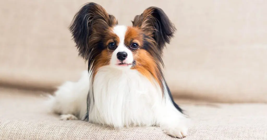 papillon_easiest-dogs-to-train