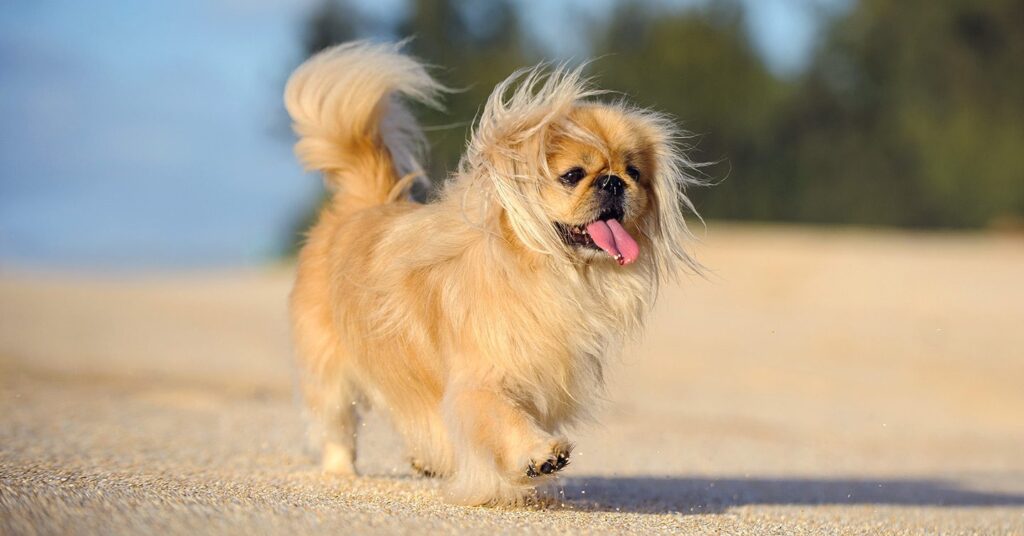 pekingese_small-dog-breeds