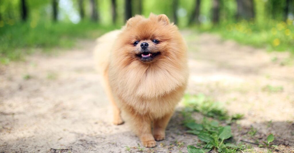 pomeranian_small-dog-breeds