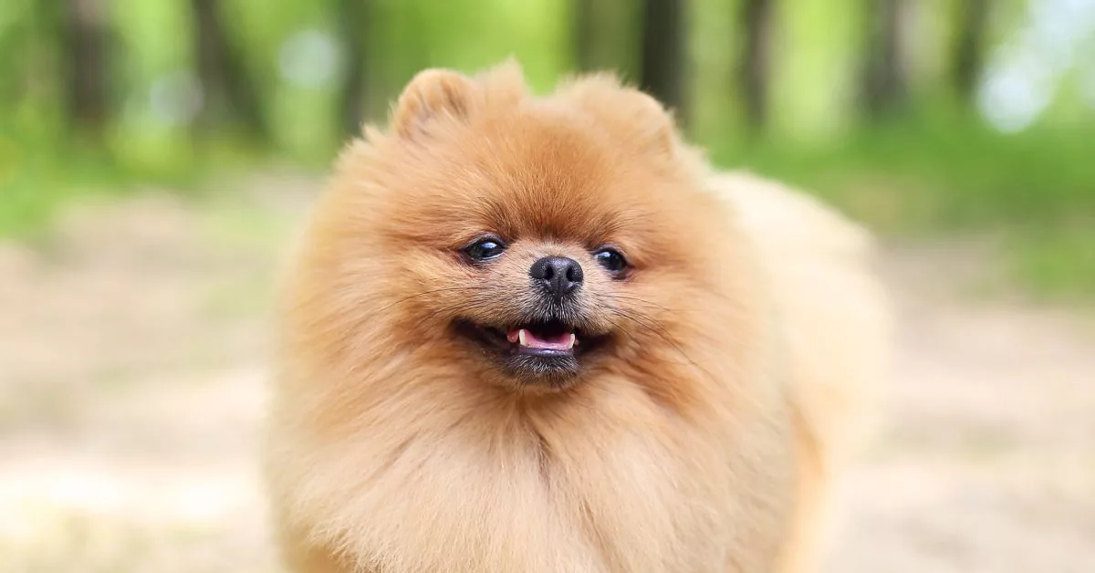 Pomeranian (Pom): Dog Breed Characteristics & Care