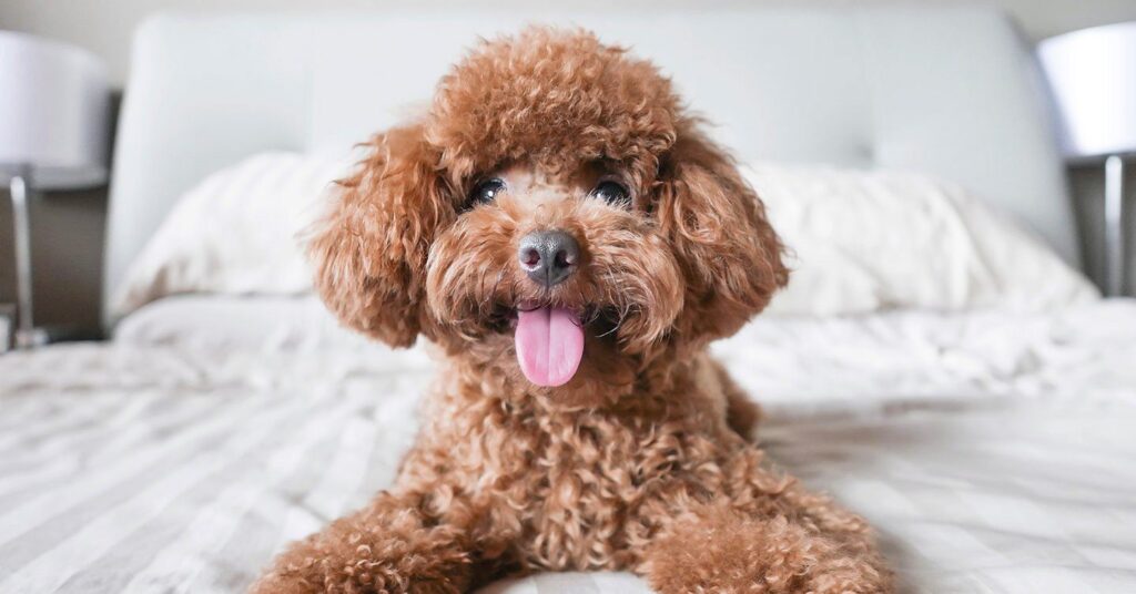 poodle_small-dog-breeds