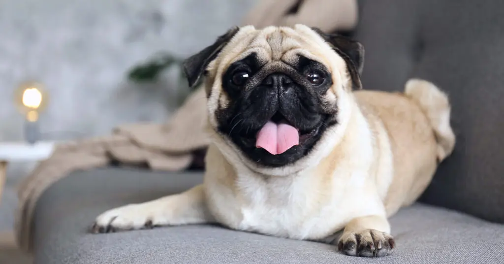 a silly pug sitting on couch with its mouth open