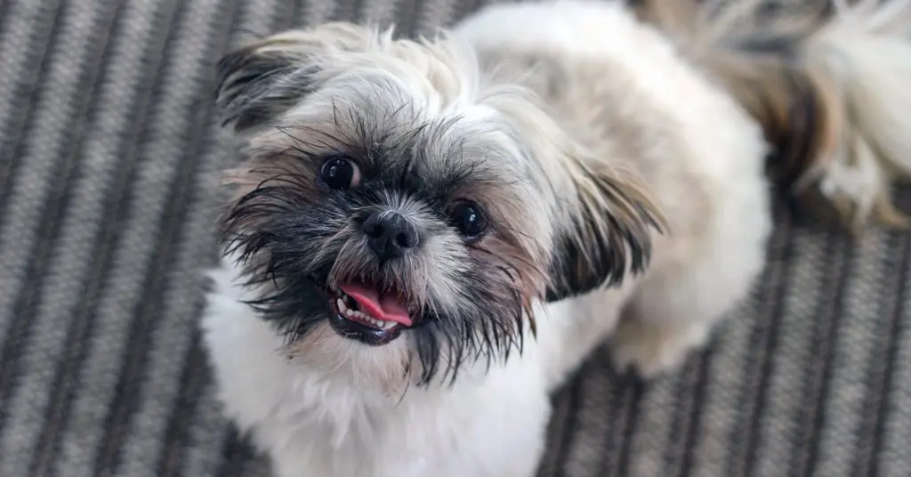 a grumpy shih tzu dog looking up at the camera with its teeth bared