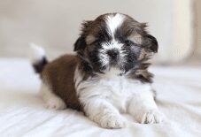 how many puppies does a shih tzu usually have