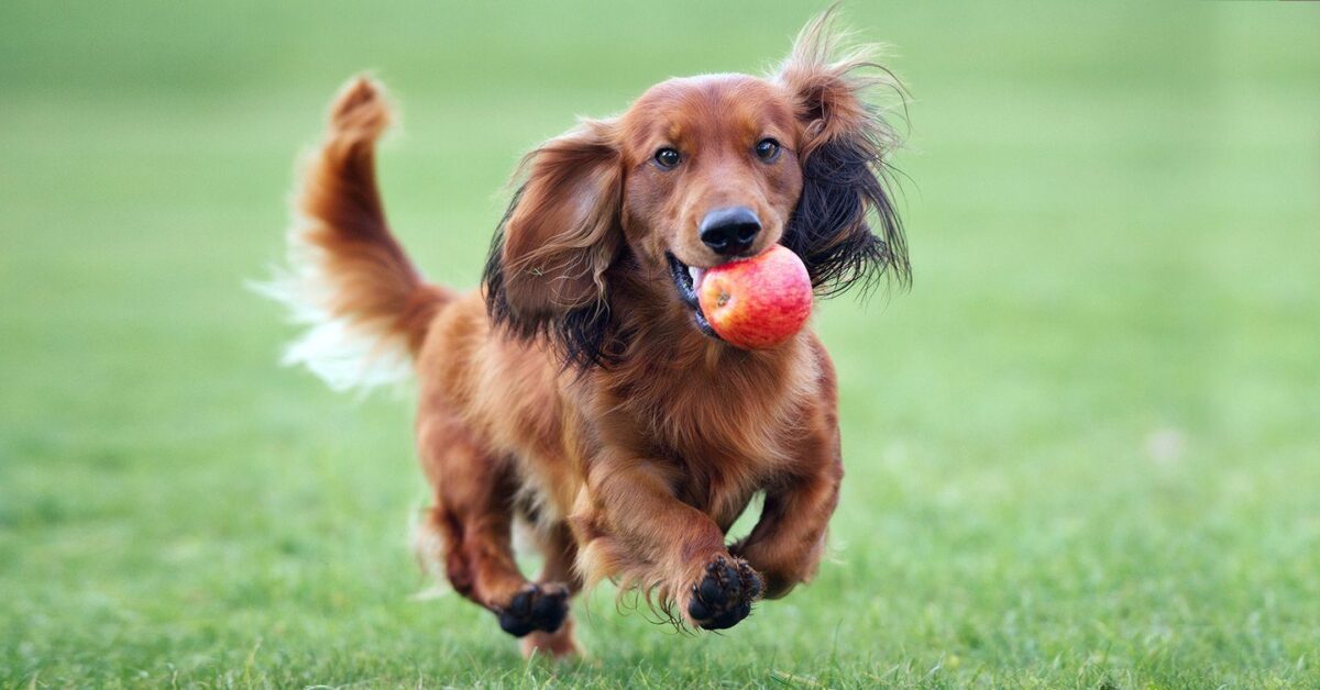 does apples help dog diarrhea