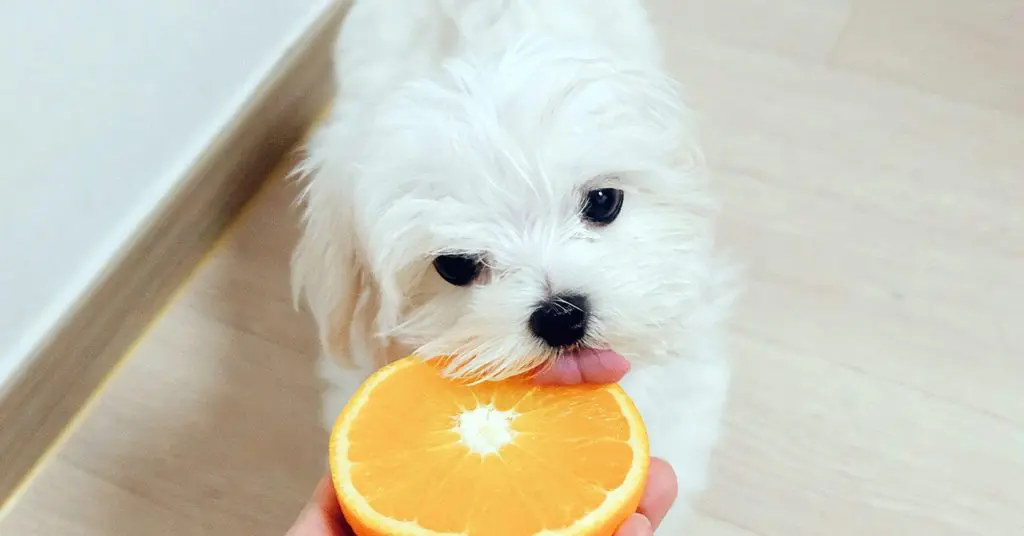 Can Dogs Eat Oranges Nutritional Insights Pumpkin can-dogs-eat-oranges-nutritional-insights-pumpkin
