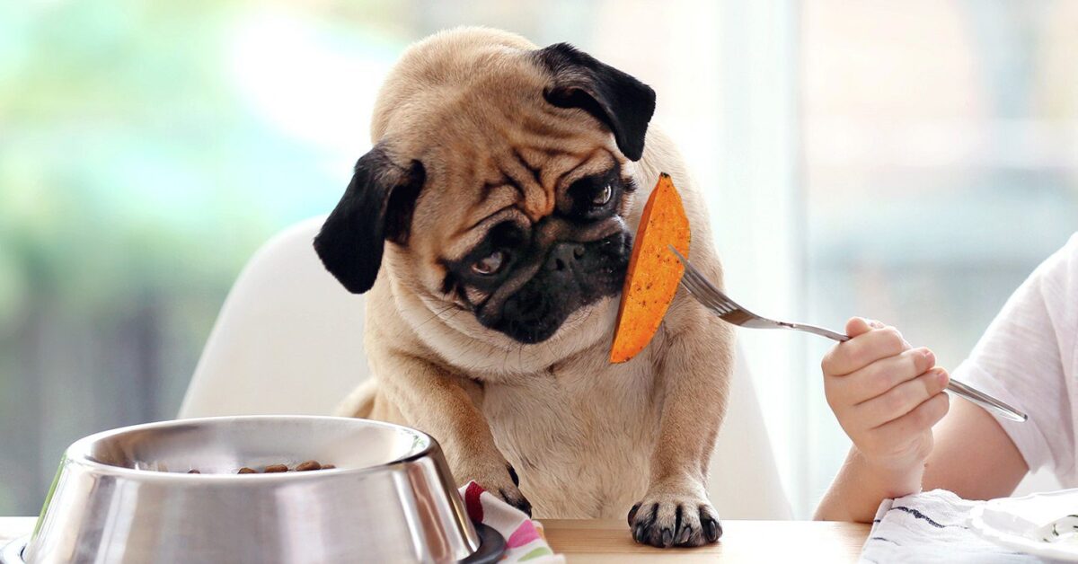 Can Dogs Eat Sweet Potatoes? Yes, but ration the amount. - Pumpkin®