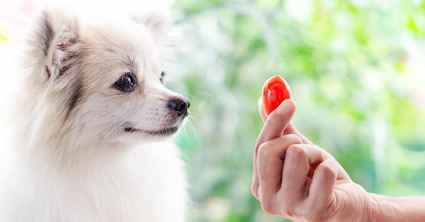 Are green tomatoes best sale bad for dogs