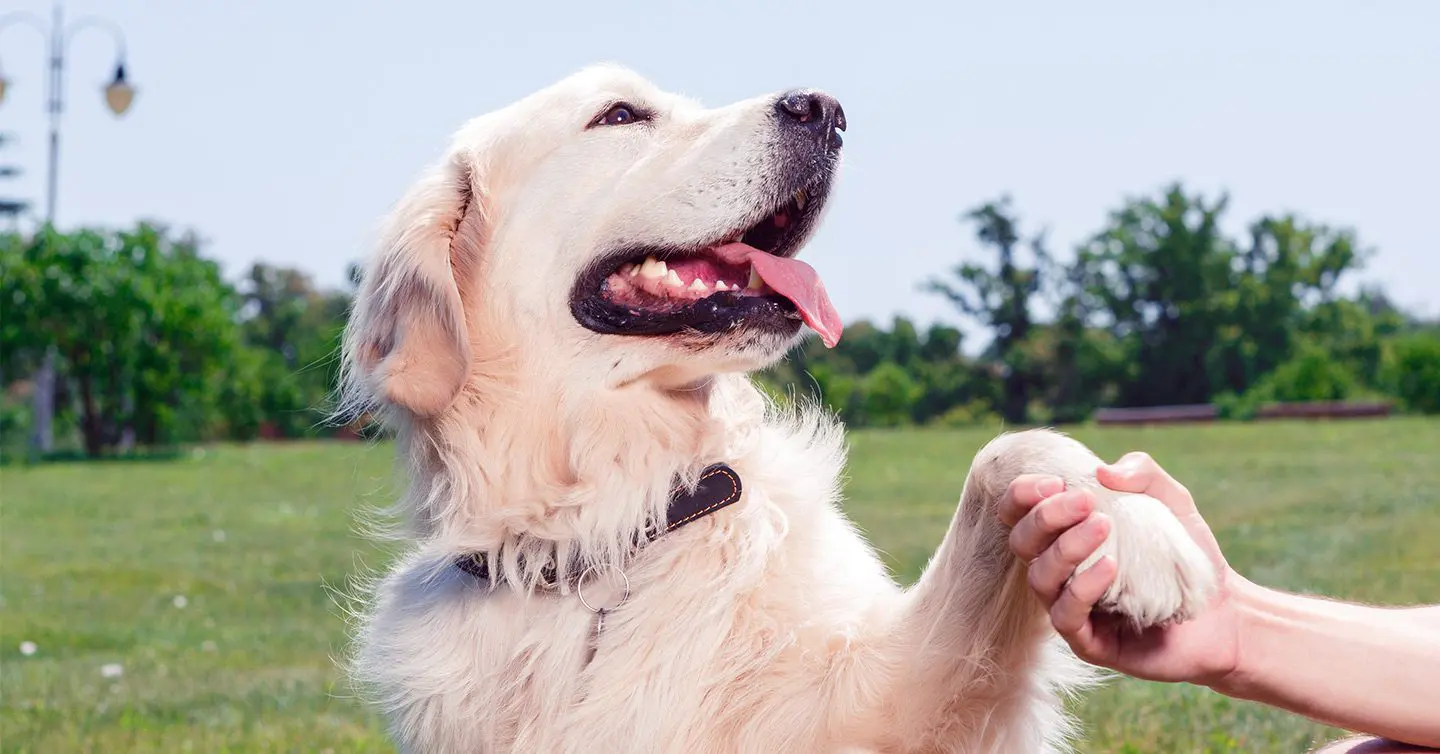 can a afghan hound and a mudi be friends